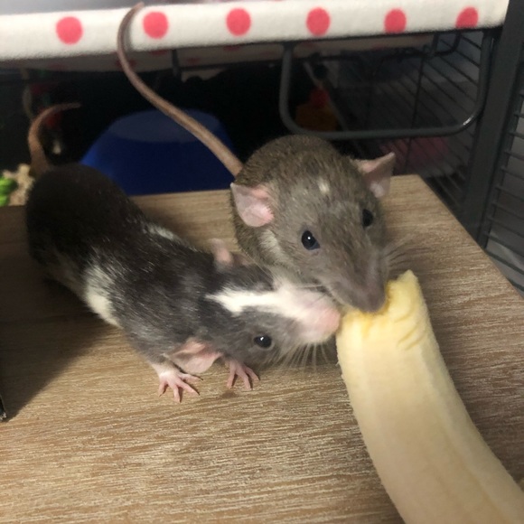 Meet your Posher, Tracy - Picture 1 of 1